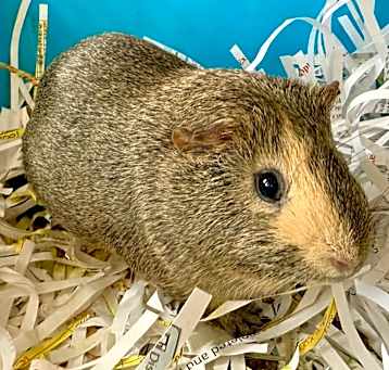 Photo of Butterscotch