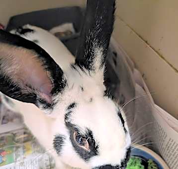 Photo of Bramble