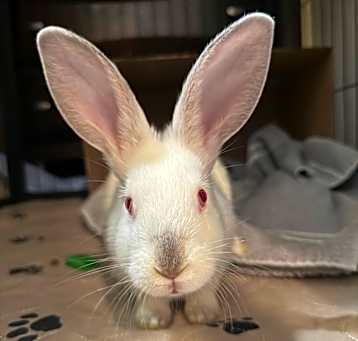 Photo of Valentine
