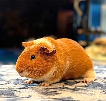 Photo of Wilbur