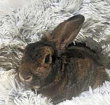 Photo of Vader