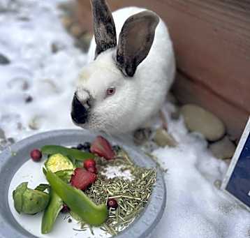 Photo of Bob