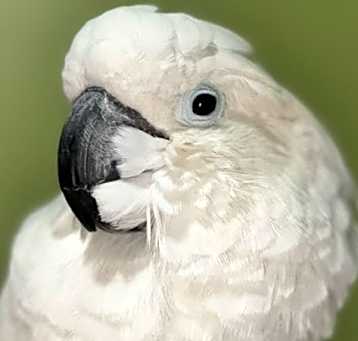 Photo of BARNEY The Umbrella Cockatoo