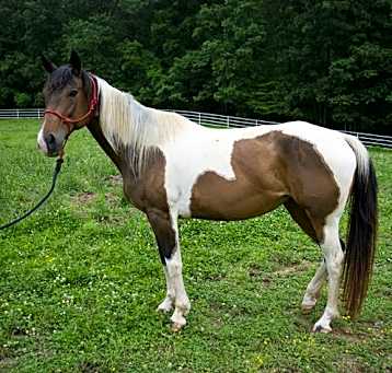Photo of NIGHTINGALE