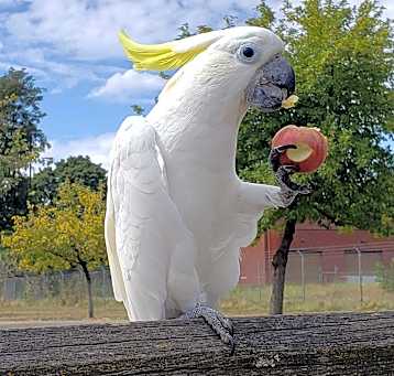Photo of Kiwi Sulfur Crested Cockatoo