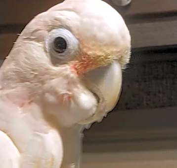 Photo of Angel Goffins Cockato