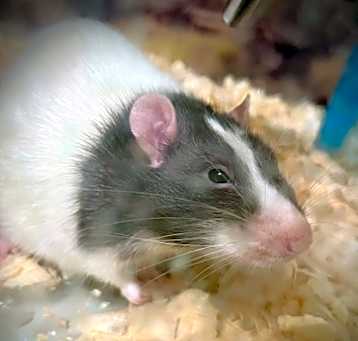 Photo of Snape