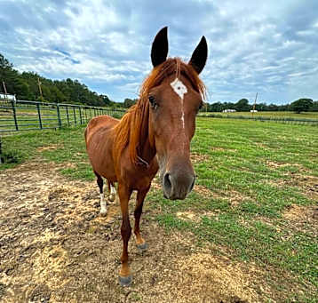 Photo of Bentley