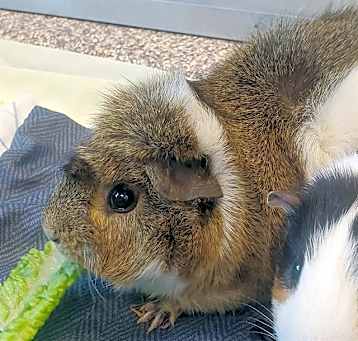 Photo of PUMPKIN