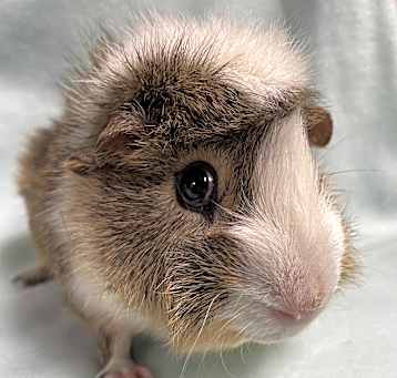 Photo of Rodger