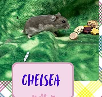 Photo of Chelsea