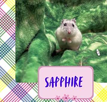 Photo of Sapphire