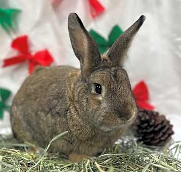 Photo of Peanut