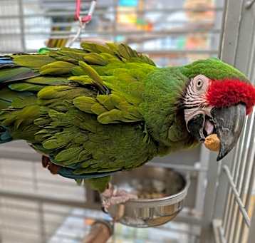 Photo of Joey