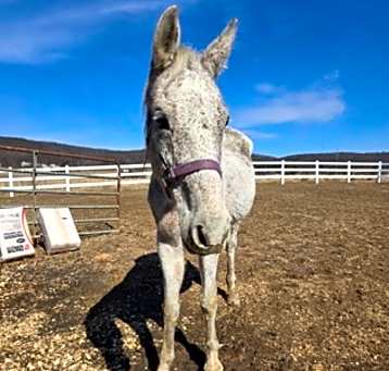 Photo of Sugar