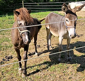 Photo of Mickey & Rocky