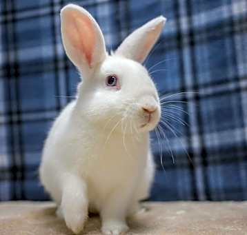 Photo of Cookie