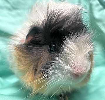 Photo of Terry