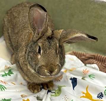 Photo of Buster