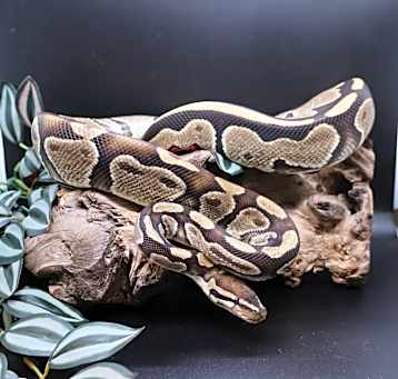 Photo of Boomer