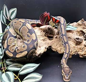 Photo of Rex