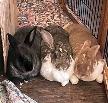 Photo of Bunz, Bertrum & Munchie