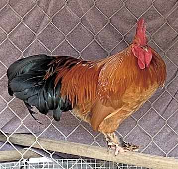 Photo of Sylvester