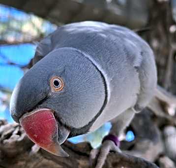 Photo of Mowgli