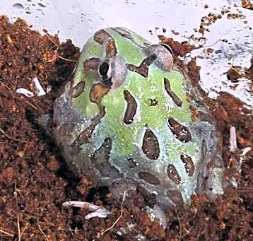 Photo of Lettuce