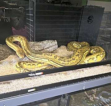 Photo of Simon