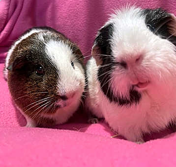 Photo of Gaea and Neville