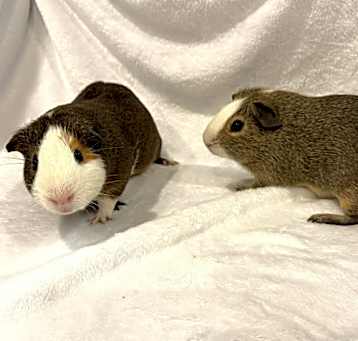 Photo of Dilbert and Davey