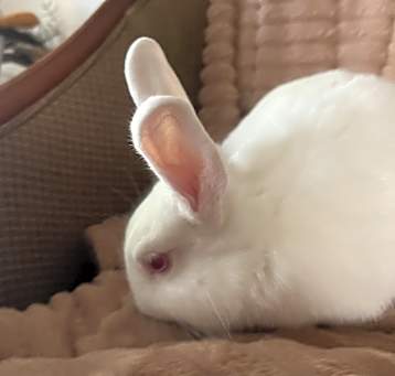 Photo of Twinkle