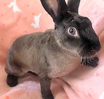 Photo of Miss Terry