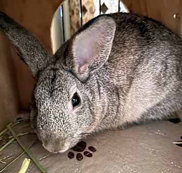 Photo of Nibbles