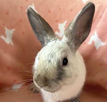 Photo of Snowball