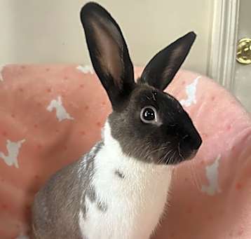 Photo of Mr. Buns