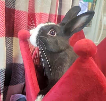 Photo of Dexter (bonded to Birdie)