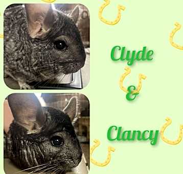 Photo of Clyde and Clancy
