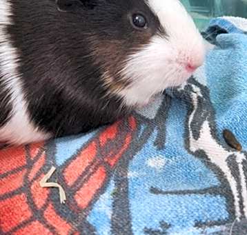 Photo of Pigglepops