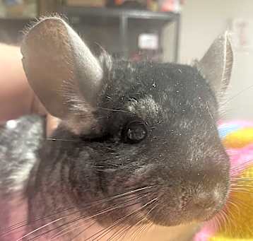 Photo of Spencer