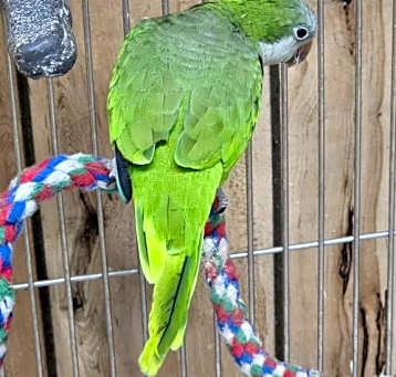 Photo of Ivan