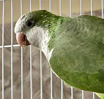 Photo of Coquito