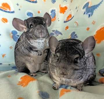 Photo of Gumdrop & Sprinkle