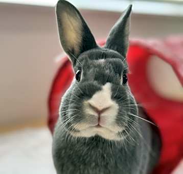 Photo of Annie