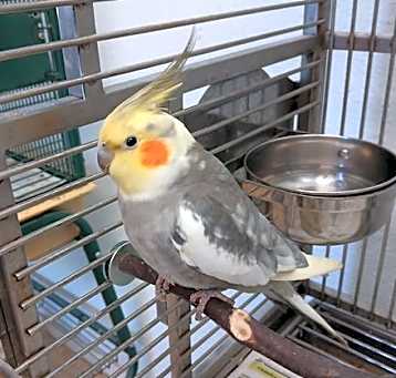 Photo of Pasqual
