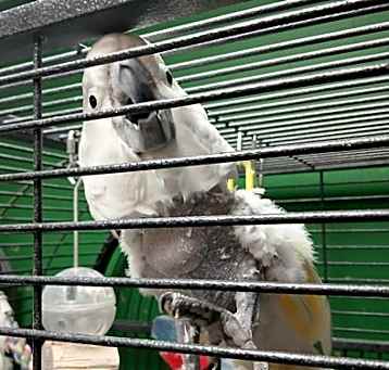 Photo of Rasta
