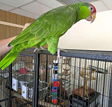 Photo of Tequila