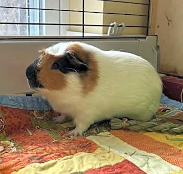Photo of Hamish