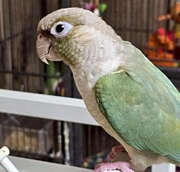 Photo of Pickles
